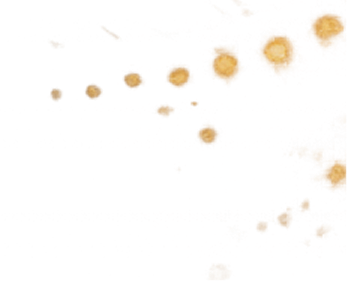 Lights Decor